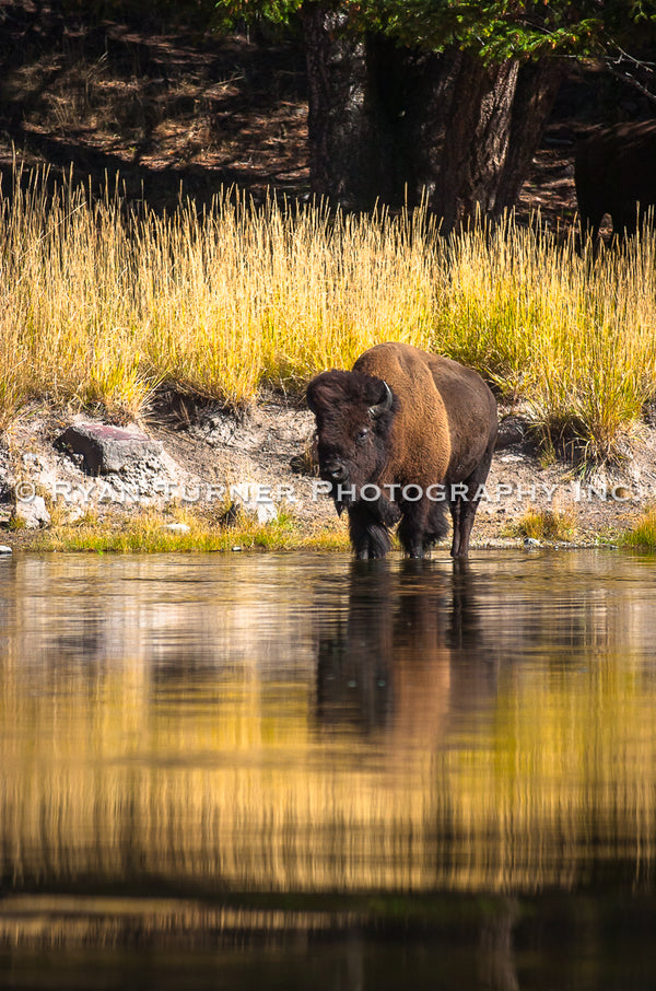 Yellowstone Bison