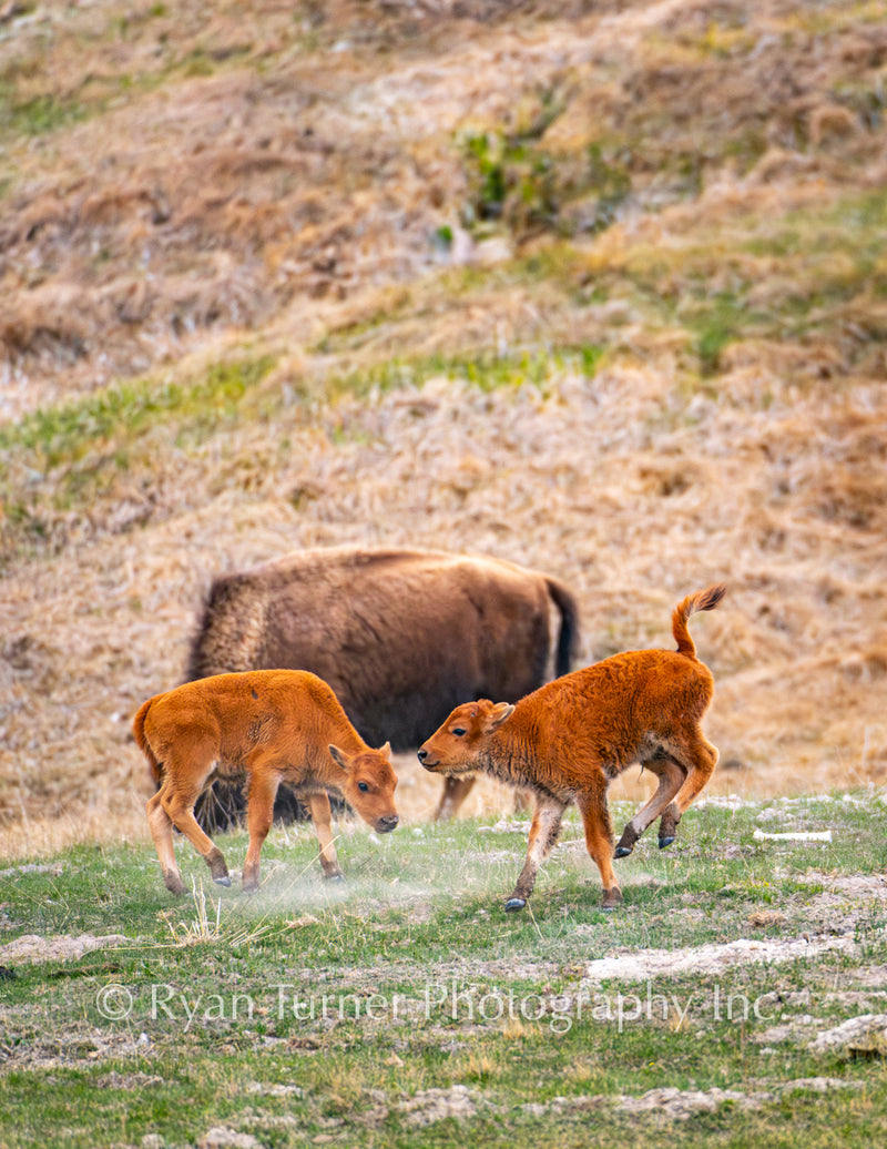 Playful Red Dogs