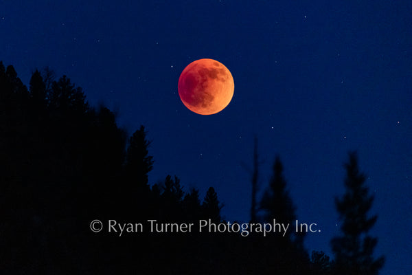 Blood Moon Above the Forest - 2022