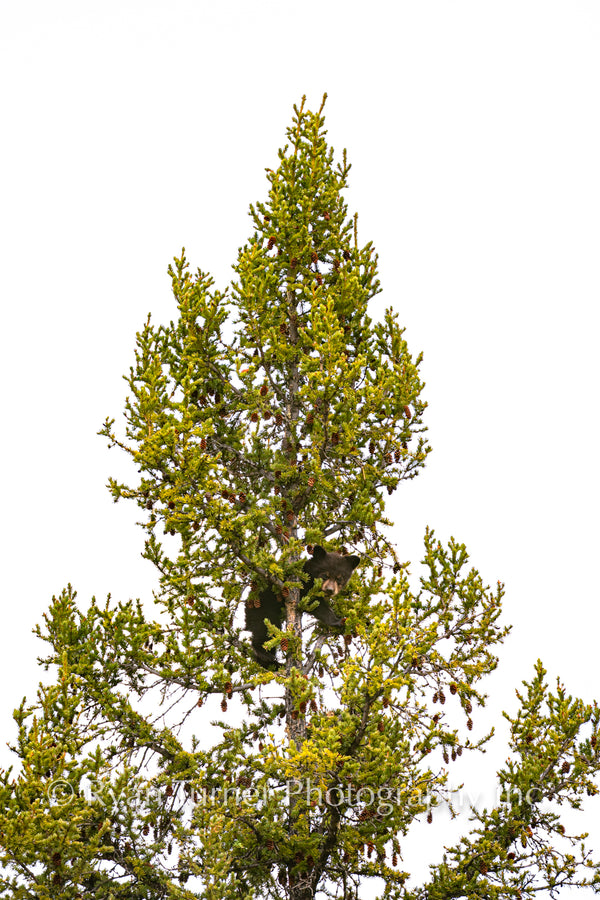 Black Bear Cub in a Tree