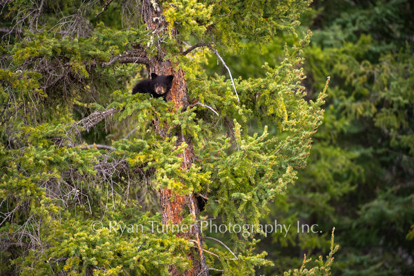Black Bear Cub Peeking out of a Tree