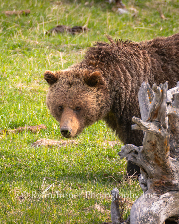 Hungry Grizzly Bear