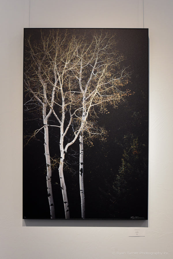 Letting Go 1/11  (40"x26")