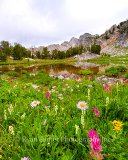 Alpine Beauty in Beehive