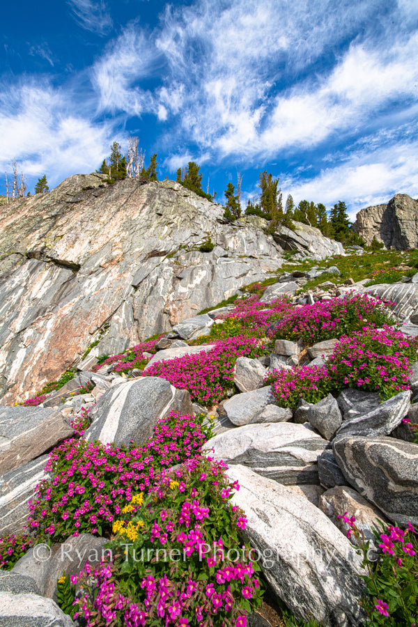 Wild Flower Garden