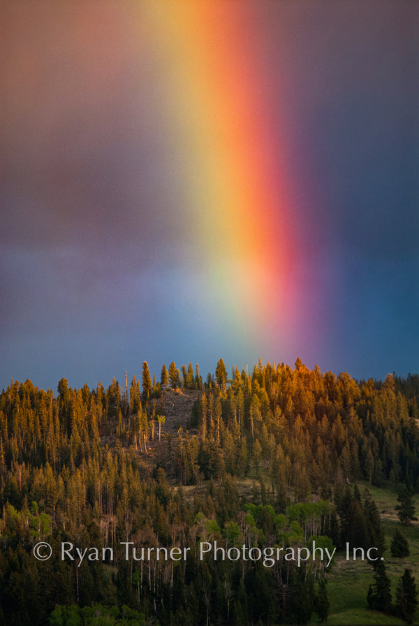 Rainbow Glow in the Meadow