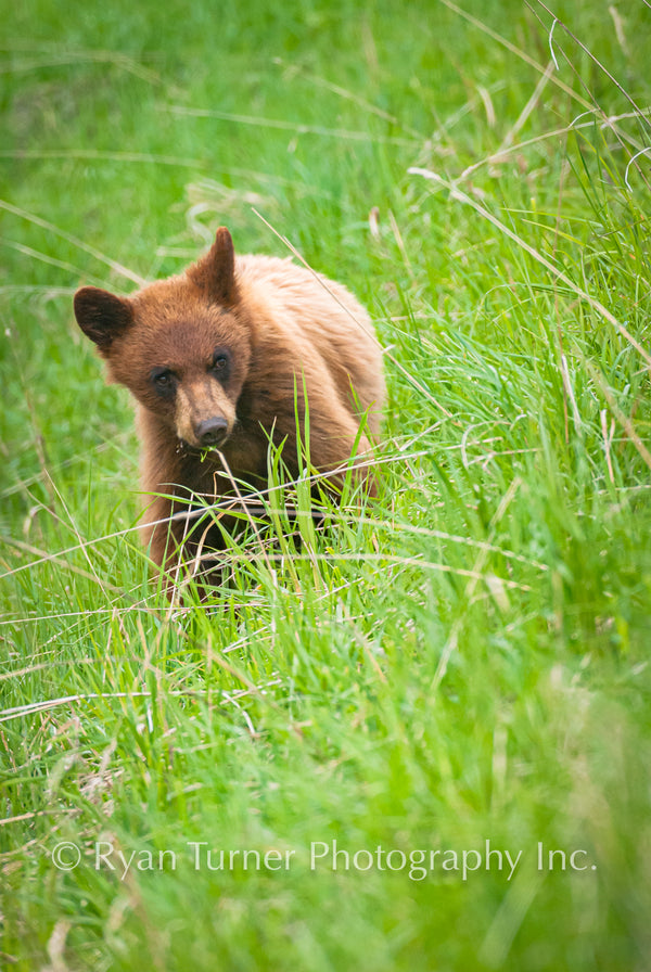 Little Bear in the Grass