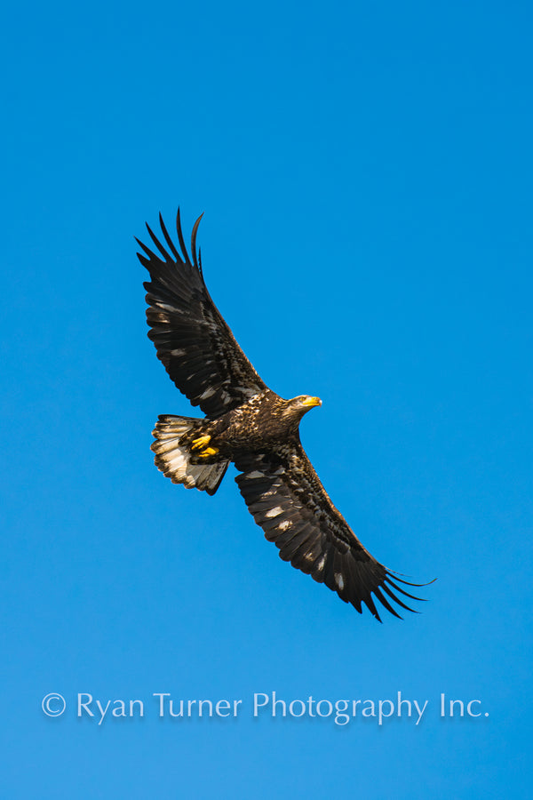 Young Bald Eagle in Flight