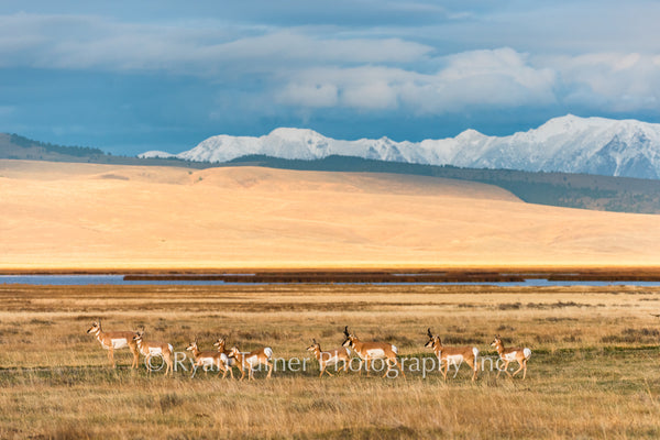Antelope on the Range