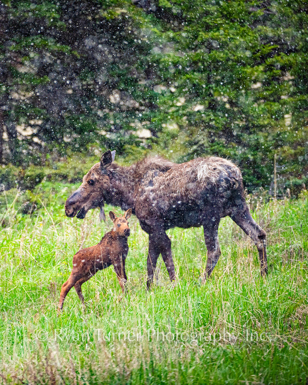 A Watchful Mother