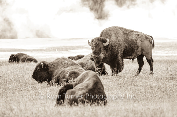 Bison Herd in YNP