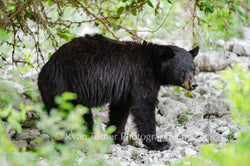 Walking Black Bear