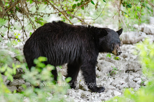 Walking Black Bear