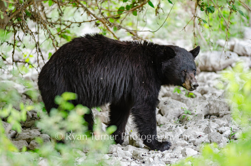 Walking Black Bear