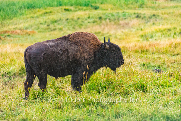 Rainy Day Bison