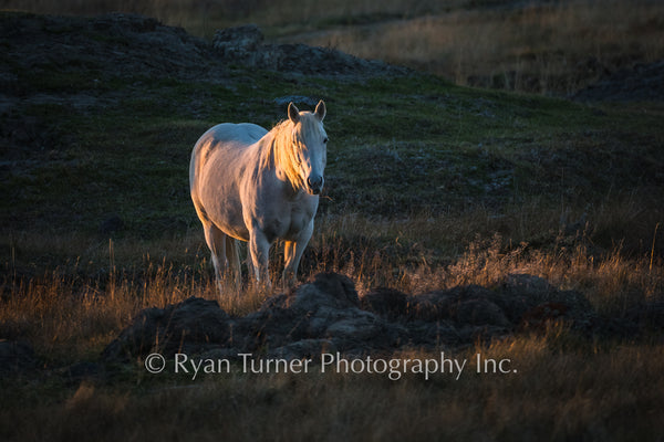 Glowing Horse