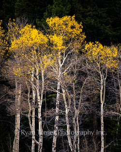 Golden Aspens