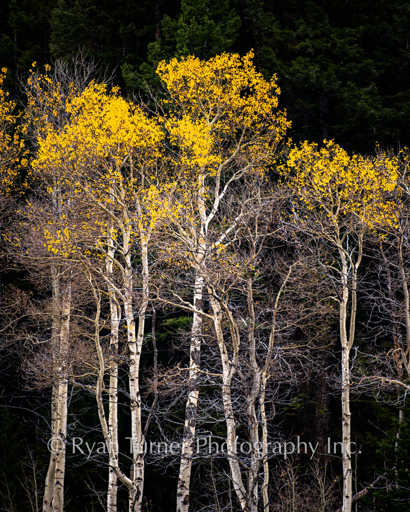 Golden Aspens