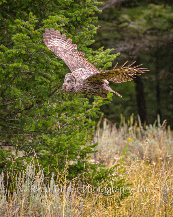 Great Grey Owl in Flight