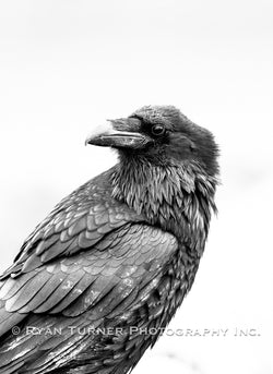 Yellowstone Raven