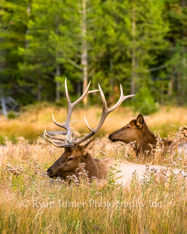 A Bull and Cow Elk Laying