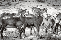 Bighorn Boys B&W
