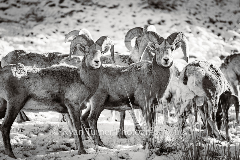 Bighorn Boys B&W