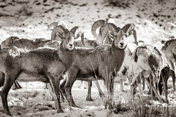 Bighorn Boys