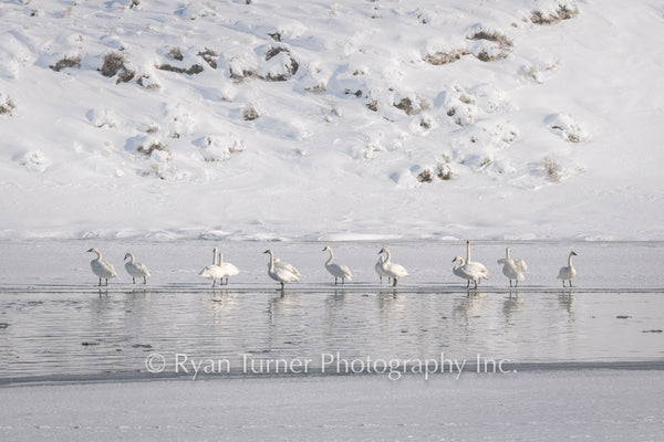 Wintering Swans