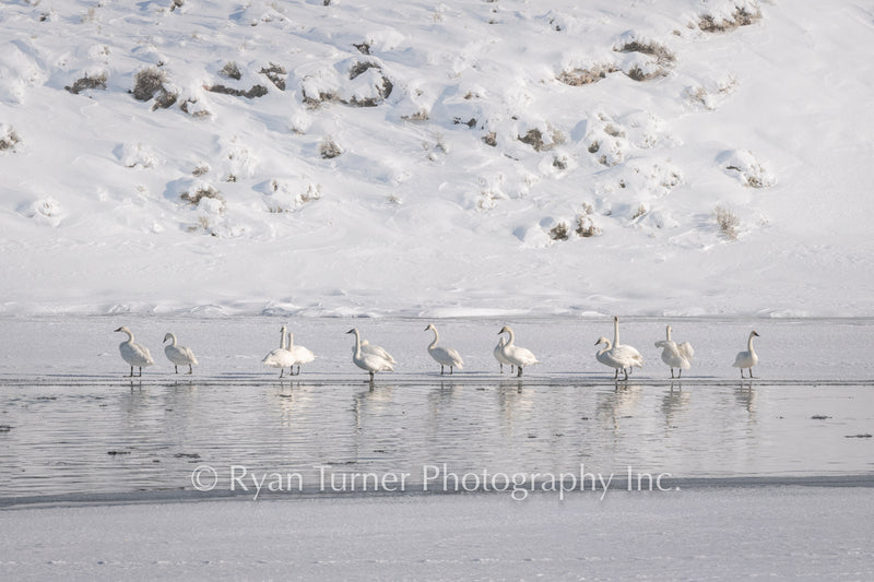Wintering Swans
