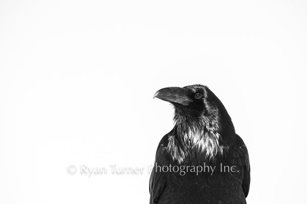 Regal Raven