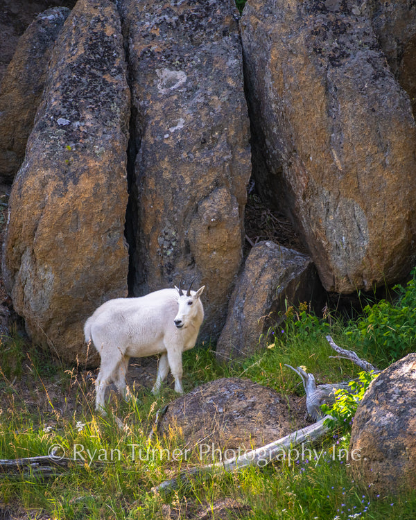 A Mountain Goat Along the Rocks