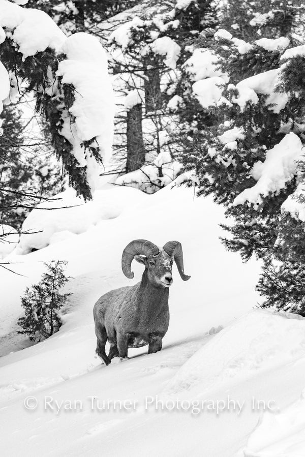 Bighorn Sheep in the Snow