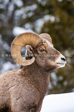 Stoic Big Horn