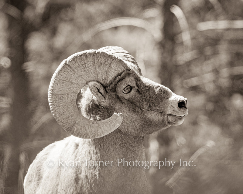 Sepia Bighorn