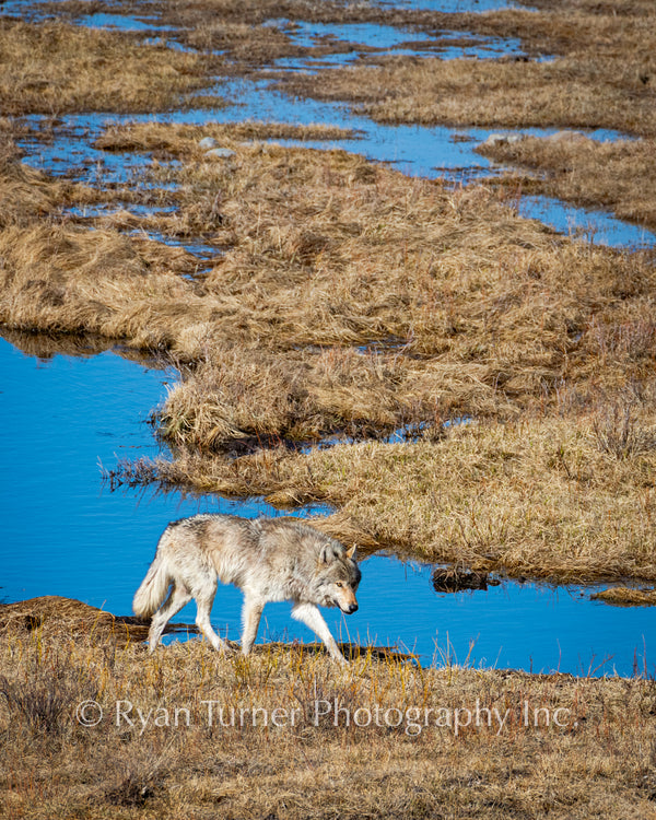 A Wolf Walking in Yellowstone