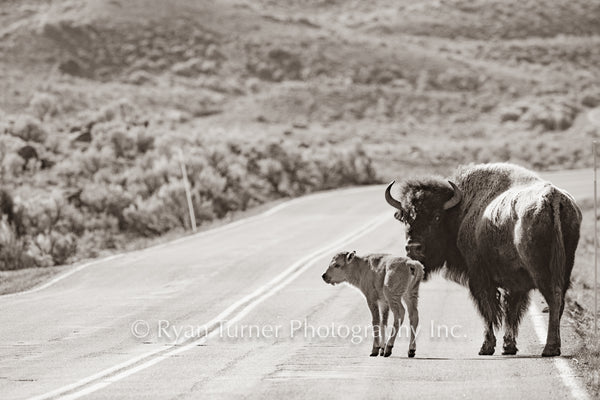 Beware, Bison on the Road