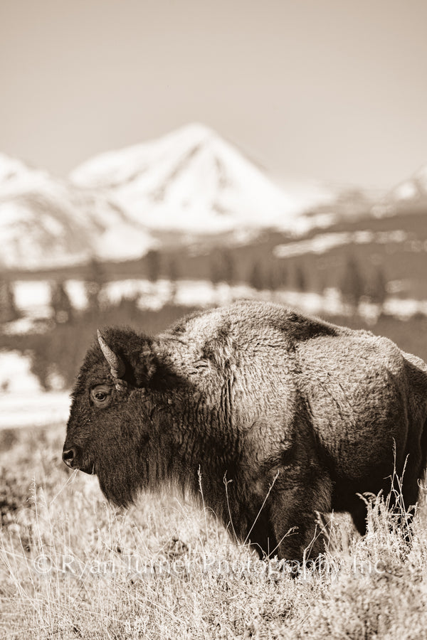 Bison in the Mountains