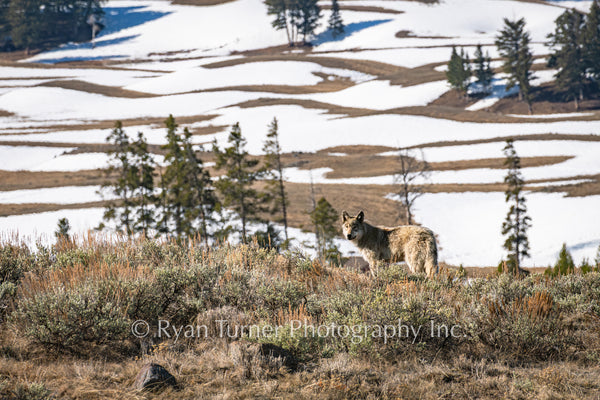Wolf in the Sage