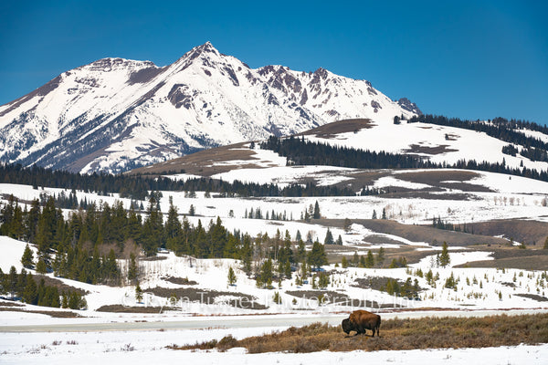 Spring Thaw in Yellowstone