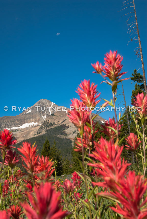 A Robin in a Tree in Big Sky