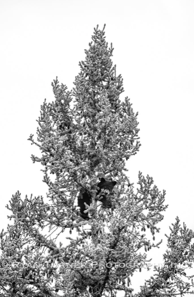 Black Bear Cub in a Tree B&W (24"x18")