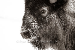 Snowy Nose