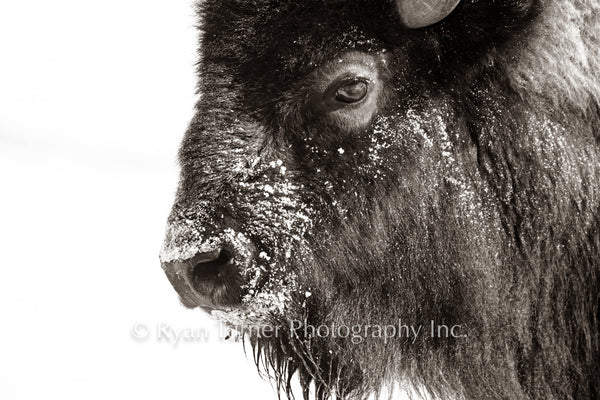 Snowy Nose
