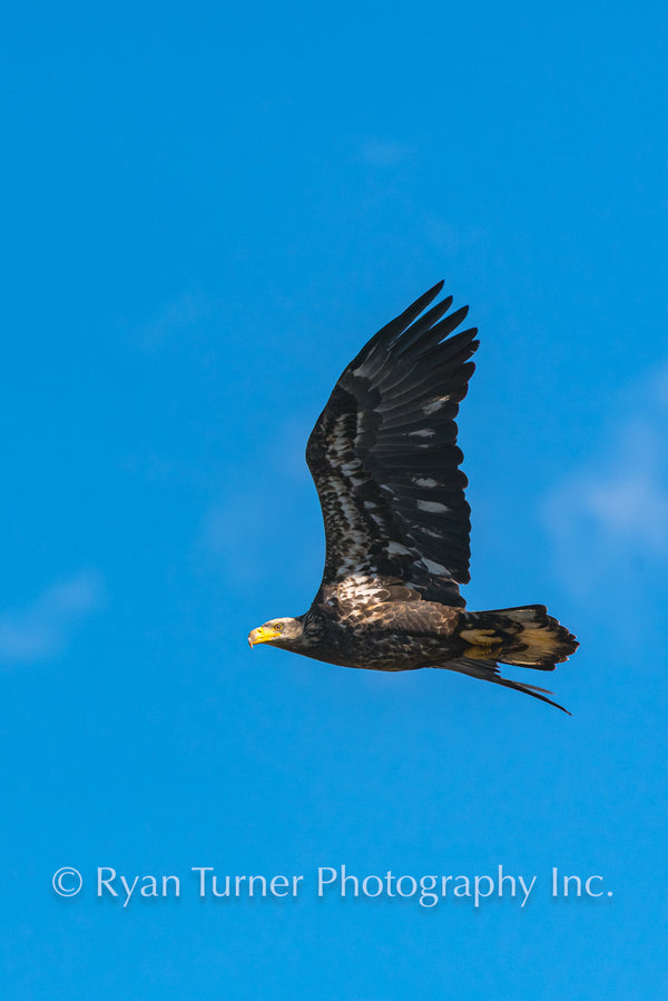 Soaring Youth