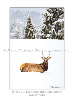 Spike Bull Trudging Through Winter - Notecard