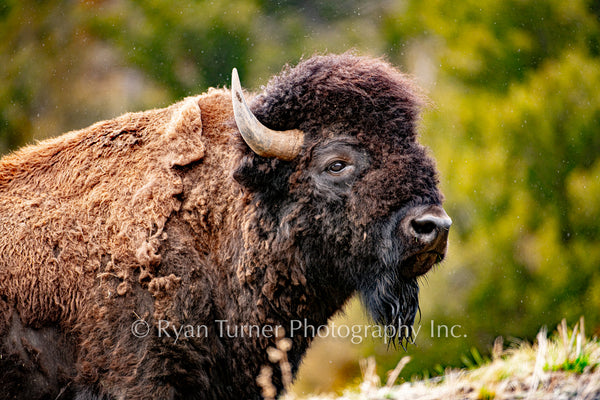 Spring Bison – Ryan Turner Photography