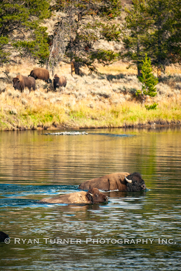 Swimming Bison