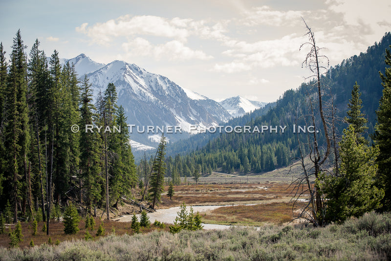 Beyond the Sage up Taylor Fork