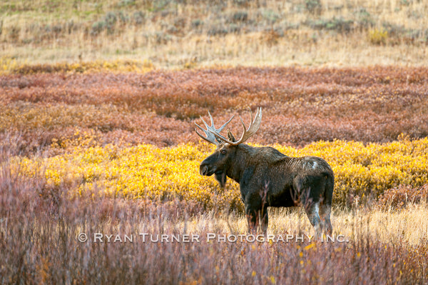 Valiant Bull Moose